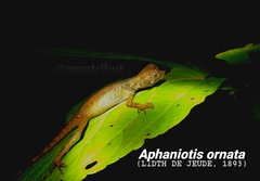 Aphaniotis ornata