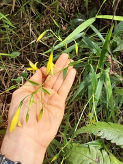 Lisianthius laxiflorus