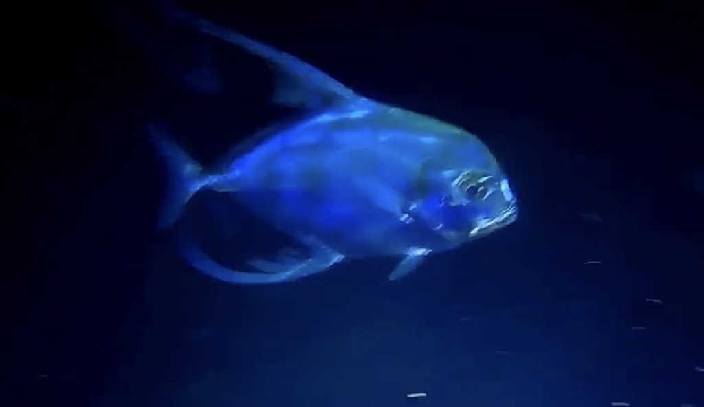 African pompano
