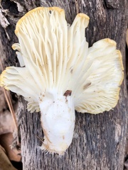 Pleurotus dryinus