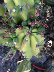 Myrtillocactus cochal