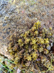 Sargassum agardhianum