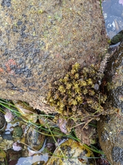 Sargassum agardhianum