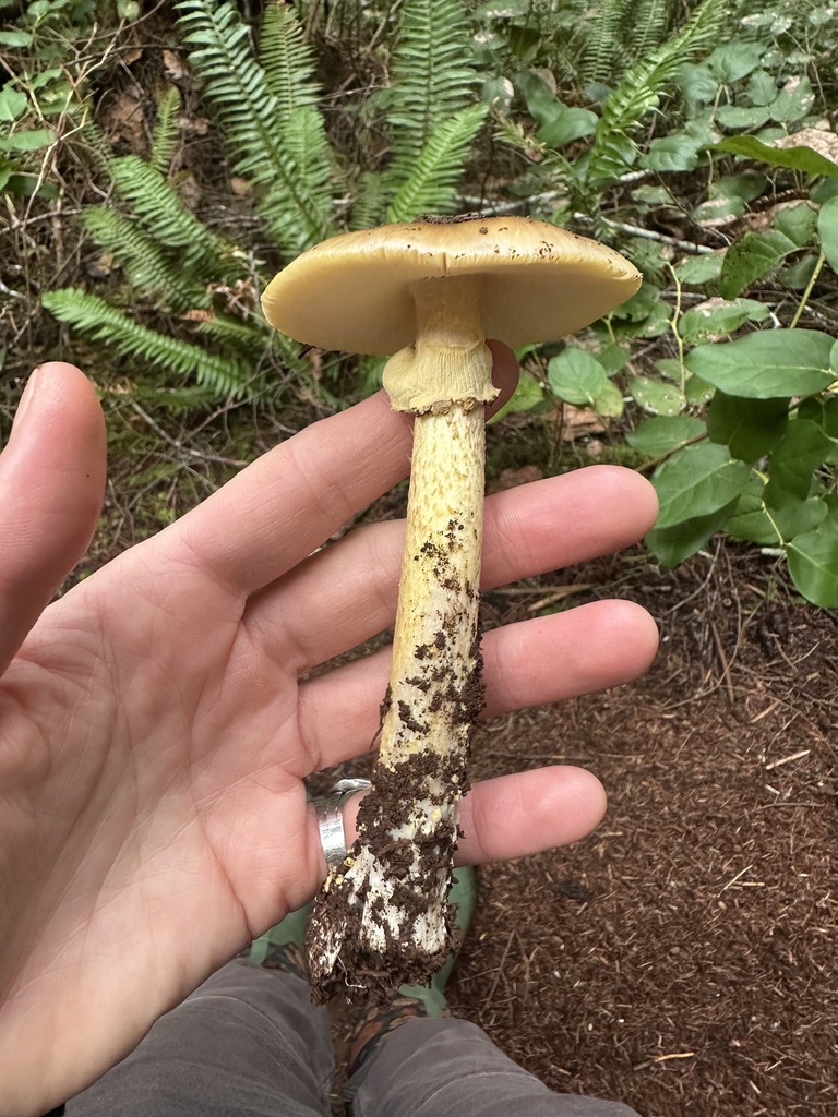 Amanita augusta · December 2025 · photo: © creaturecalledkate (iNaturalist, cc0)