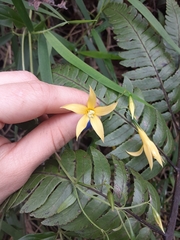 Lisianthius laxiflorus