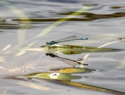 Eastern Billabongfly