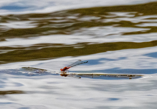 Red and Blue Damsel