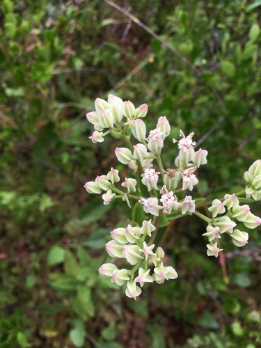 Georgia Indian Plantain (Arnoglossum sulcatum)