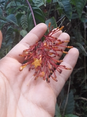 Palicourea croceoides