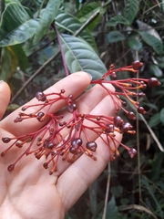 Palicourea croceoides