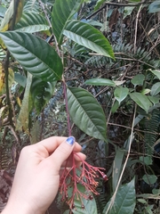 Palicourea croceoides