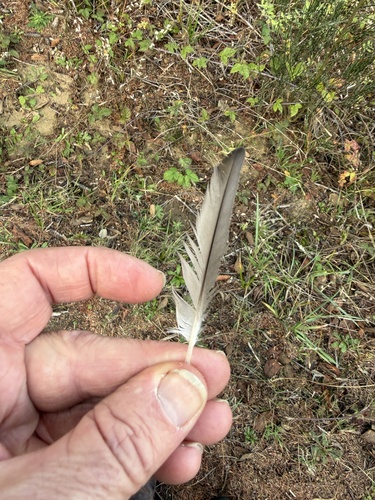 Plume de Grèbe à bec bigarré