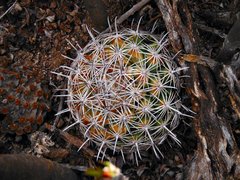 Coryphantha delicata
