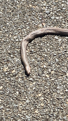 Eastern Brown Snake sighting