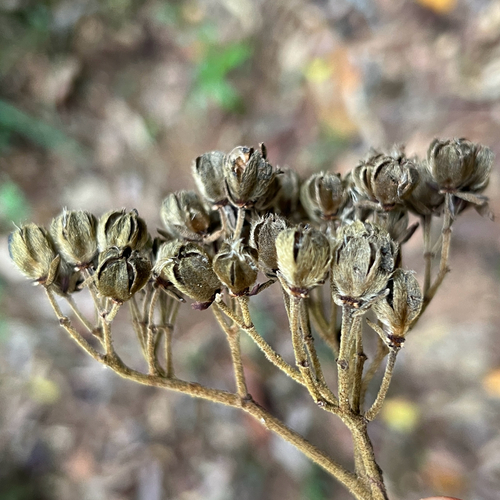 Trichospermum pleiostigma observed 2025-11-15