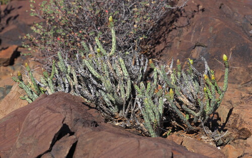 Cylindropuntia tesajo, photograph 6