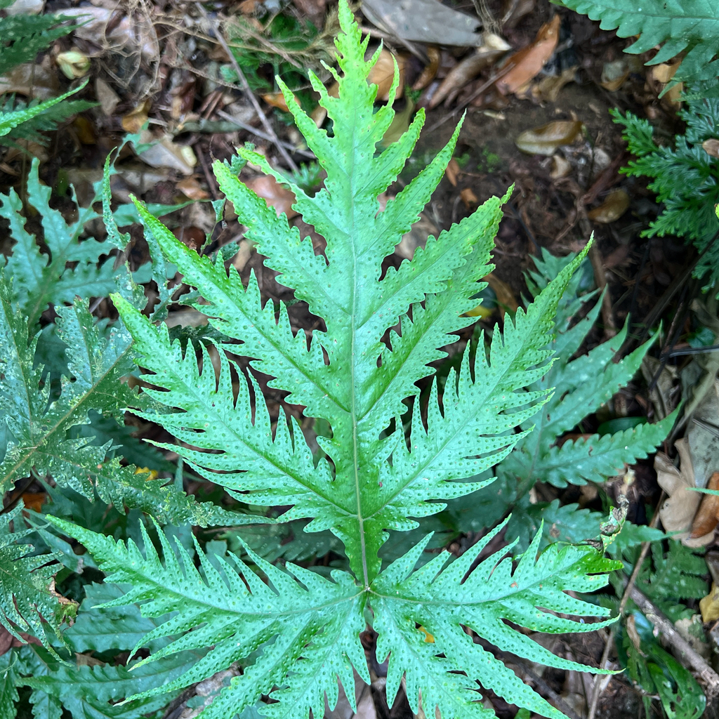 Tectaria confluens (Tectaria confluens)
