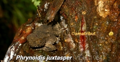 Phrynoidis juxtasper