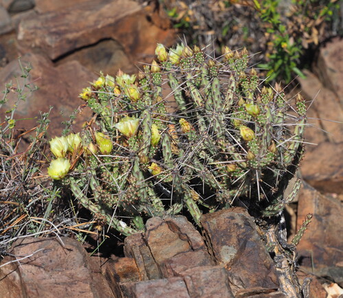 Cylindropuntia tesajo, photograph 5