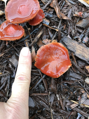 Leratiomyces ceres