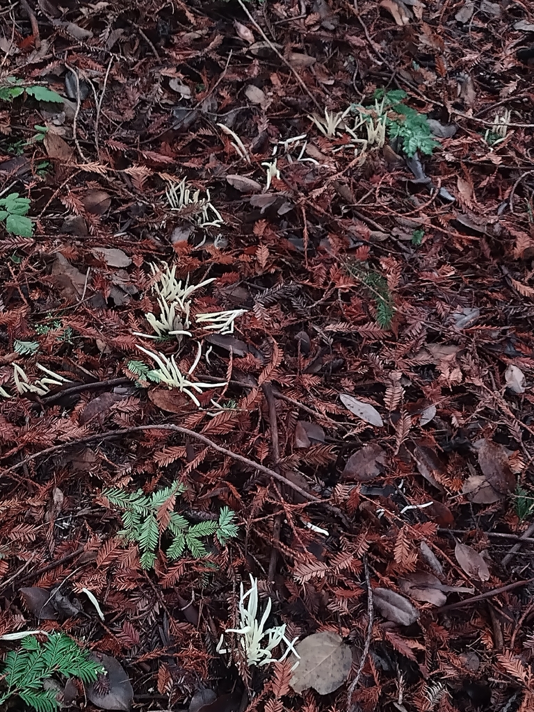 Clavaria fragilis · December 2025 · photo: © camborger (iNaturalist, cc0)