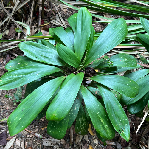 Cordyline murchisoniae (Cordyline murchisoniae)