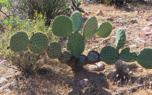 El Rosario Prickly Pear (Opuntia clarkiorum)