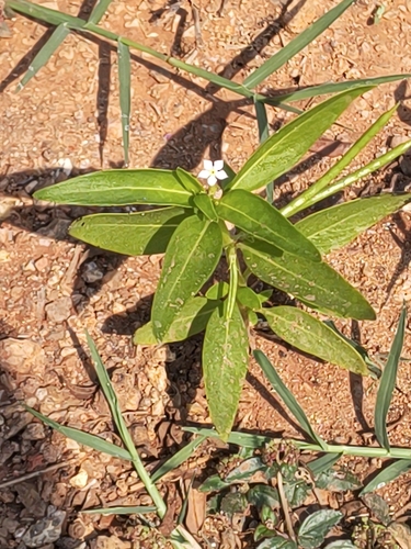 Tiny Periwinkle (Catharanthus pusillus)