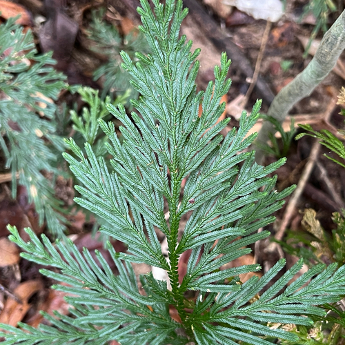 Selaginella longipinna, photograph 2