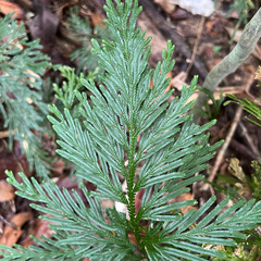 Selaginella longipinna, photograph (c) James K. Douch, some rights reserved (CC BY-SA)