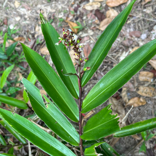 Narrow-Leaved Ginger (Alpinia modesta)