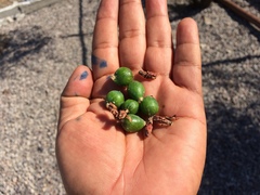 Myrtillocactus cochal