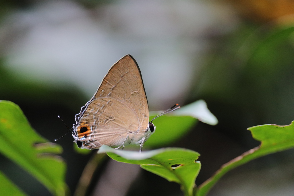 Deudorix sankakuhonis