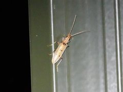 Parisopalpus nigronotatus