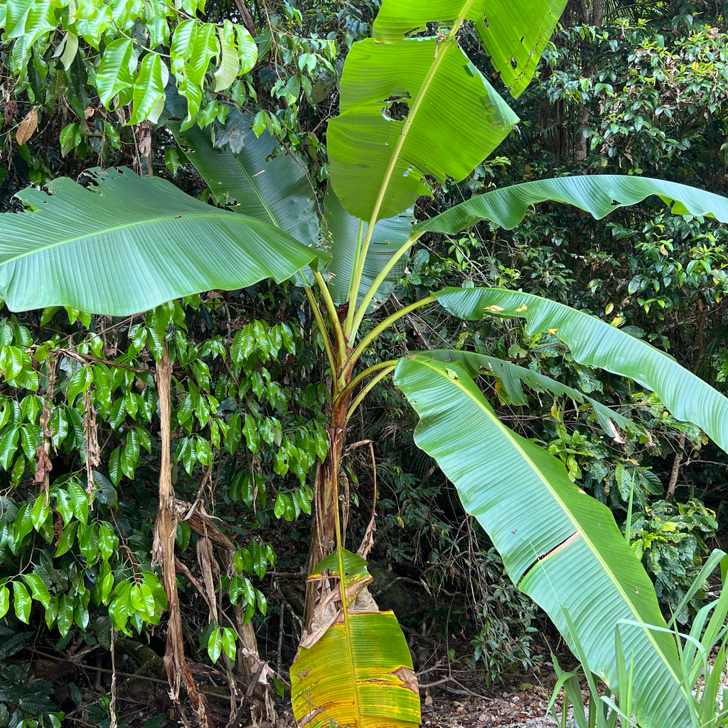 Musa banksii; photograph (c) James K. Douch, some rights reserved (CC BY-SA)