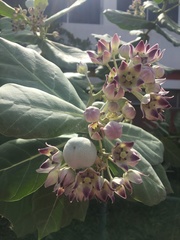 Calotropis procera