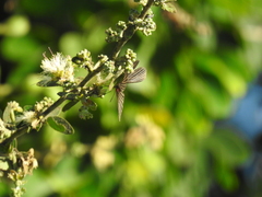 Melanis cephise