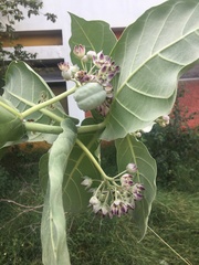 Calotropis procera