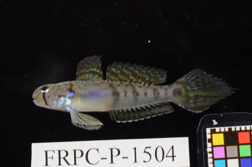 Sharptail goby (Oligolepis acutipennis) — Gobiidae — 3