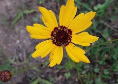 Coreopsis basalis