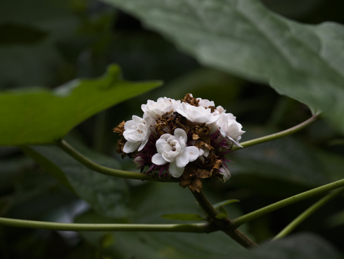 Clerodendrum chinense observed 2025-11-28