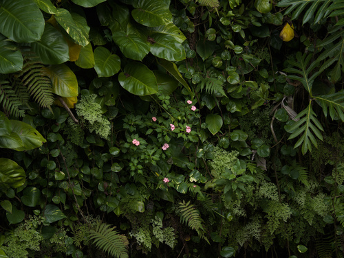 Impatiens walleriana observed 2025-11-28