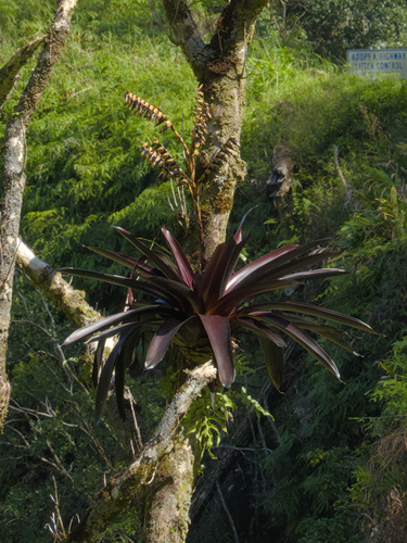 Werauhia sanguinolenta, 2025-11-28