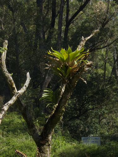 Werauhia sanguinolenta, 2025-11-28