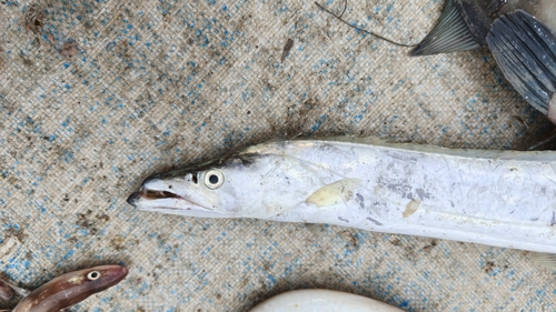 Savalai-haarstaartvis (Lepturacanthus savala) — Trichiuridae — 4