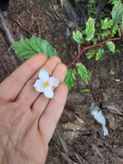 Begonia decandra