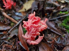 Ramaria araiospora