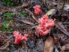 Ramaria araiospora
