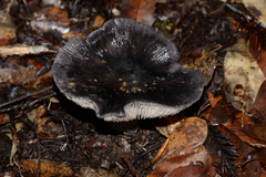 Entoloma medianox
