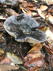 Entoloma medianox